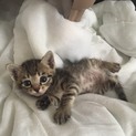 小さな子猫の里親募集！黒のしましま、茶白！