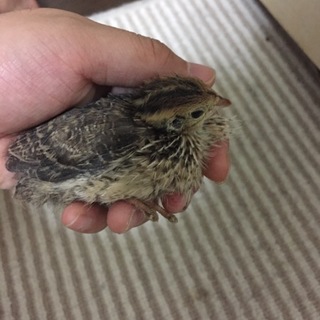 ウズラの雛の里親募集