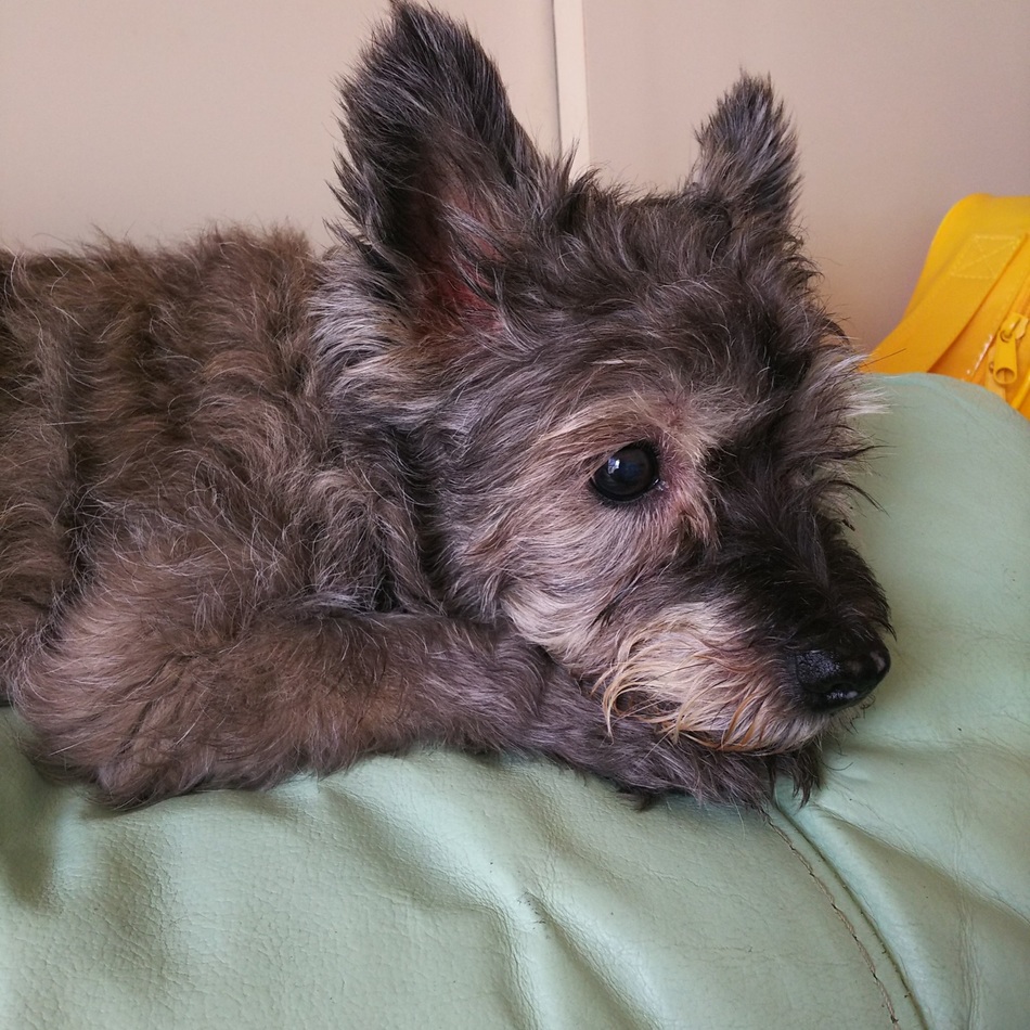 黒仁田    風のカバー写真