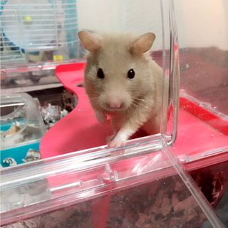 ゴールデンハムスター、ジャンガリアン