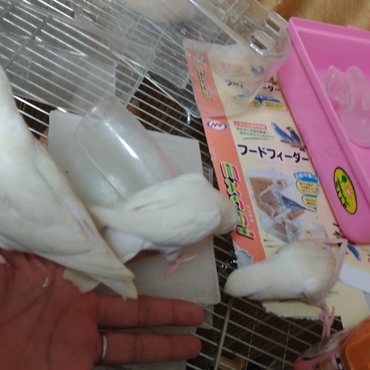 ピュアホワイト三兄弟