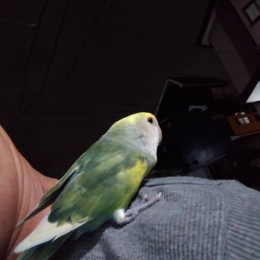 コンビニまでお散歩