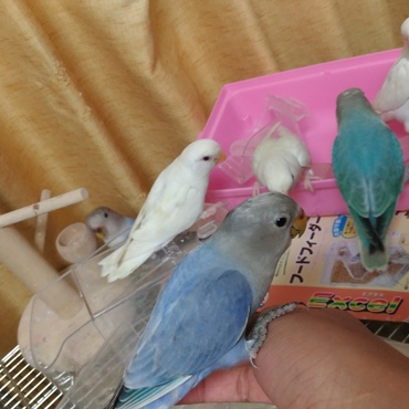 バイオレットオパーリン、コバルトオパーリンとピュアホワイト