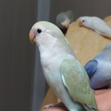 アメリカンシナモンコバルト