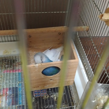 バイオレットオパーリンの父母 ペロ(バイオレットオパーリン)とゆき(ピュアホワイト)