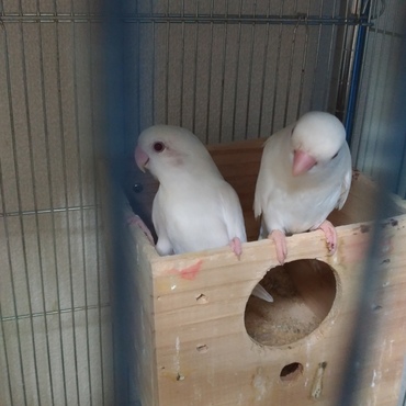 ピュアホワイト三兄弟の父母吹雪(ピュアホワイト)とアラレ(ピュアホワイト)