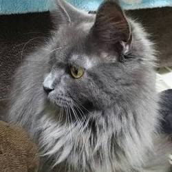 「私がペット保険をやめた理由」サムネイル1