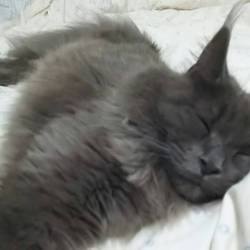 「私がペット保険をやめた理由」サムネイル2