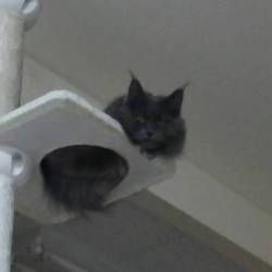 「私がペット保険をやめた理由」サムネイル3