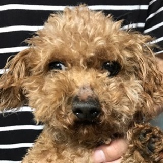 プードル男の子