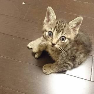 きじメス１ヶ月