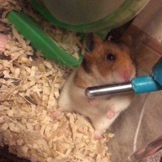 ハムスター 里親募集