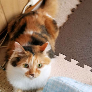 ゴージャスな三毛猫ちゃんです。