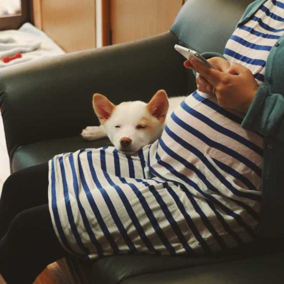 ポコのカバー写真