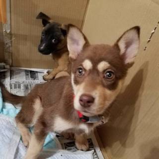 子犬ちゃんの家族を探しています