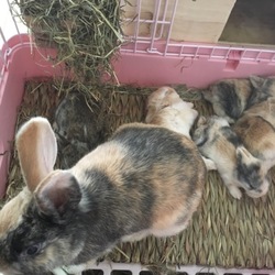 「ウサギの赤ちゃん2週間目」サムネイル2