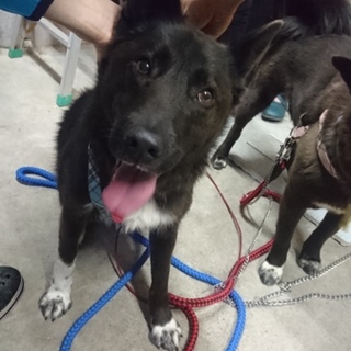 多頭飼育現場のワンころブッキー！