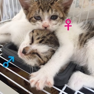 ちびちゃんのお家を探しています