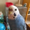 セキセイインコの里親を募集しています サムネイル3