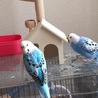 セキセイインコの里親を募集しています サムネイル4