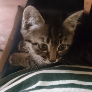 キジトラ子猫生後１ヶ月半