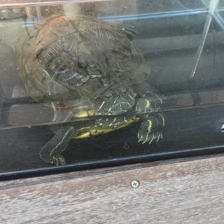 ミシシッピアカミミガメの男の子です