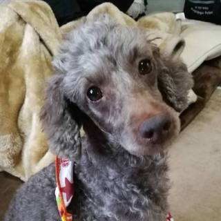 【Ｔ・プードル】推定4～5才　男の子