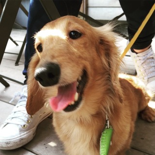 斜頸でも元気一杯★甘えん坊ダックス★ジェレミエル