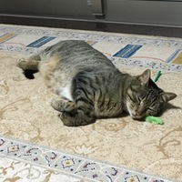 チョコ