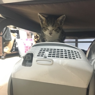 可愛い子猫です。可愛がってくれる里親探しています。