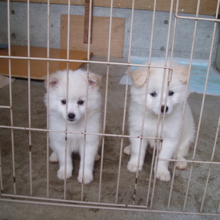 白系フワフワ毛の姉妹です