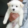 白系フワフワ毛の姉妹です サムネイル4