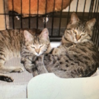 名寄保健所  命を助けて下さい！