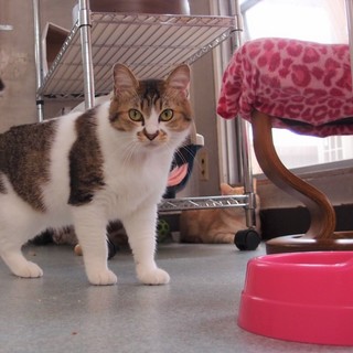 遊ぶの大好きふわふわ男子、ハッピーくん