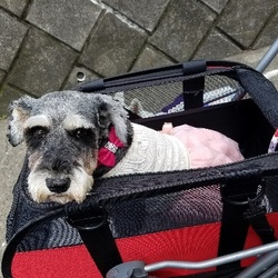 ドキドキ((+_+))犬生初ワン