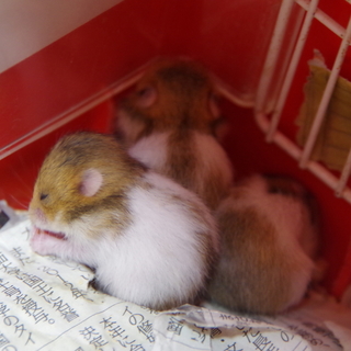 募集締め切りました