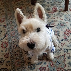 手縫いの浴衣ワン(^_-)-☆