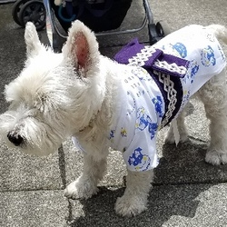 「手縫いの浴衣ワン(^_-)-☆」サムネイル2