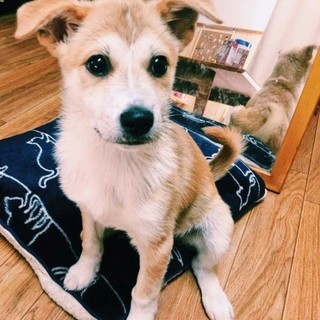 くりくりお目々が可愛い未 大阪府 犬の里親募集 ペットのおうち 月間利用者150万人