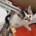 [交渉中]人懐っこい子猫ちゃんです。
