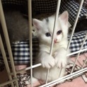 元気で可愛い白黒くん