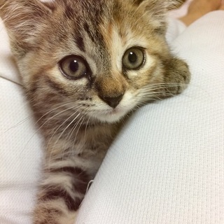 ふわふわ末っ子♪けい♪1.5ヶ月