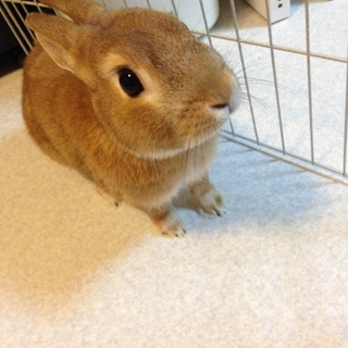 里親決定！ありがとうございました