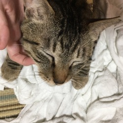 レベルが 上がった 。