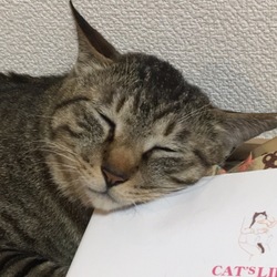 「レベルが 上がった 。」サムネイル2