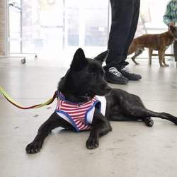 「黄色い液体を吐く」サムネイル1