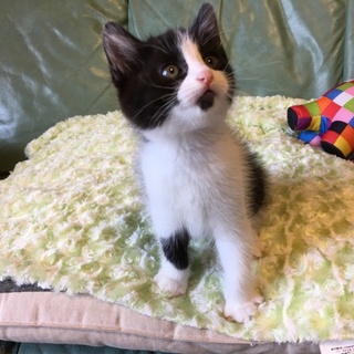 可愛い、ハチワレ白黒雄猫2ヶ月