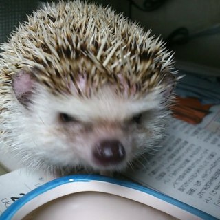 (再)ハリネズミ里親募集