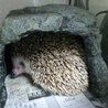(再)ハリネズミ里親募集 サムネイル2