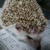 (再)ハリネズミ里親募集 サムネイル3